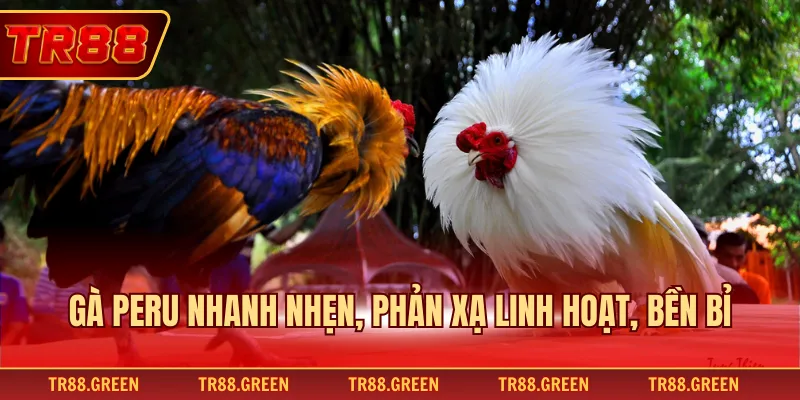 Gà Peru nhanh nhẹn, phản xạ linh hoạt, bền bỉ